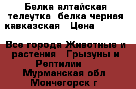 Белка алтайская телеутка, белка черная кавказская › Цена ­ 5 000 - Все города Животные и растения » Грызуны и Рептилии   . Мурманская обл.,Мончегорск г.